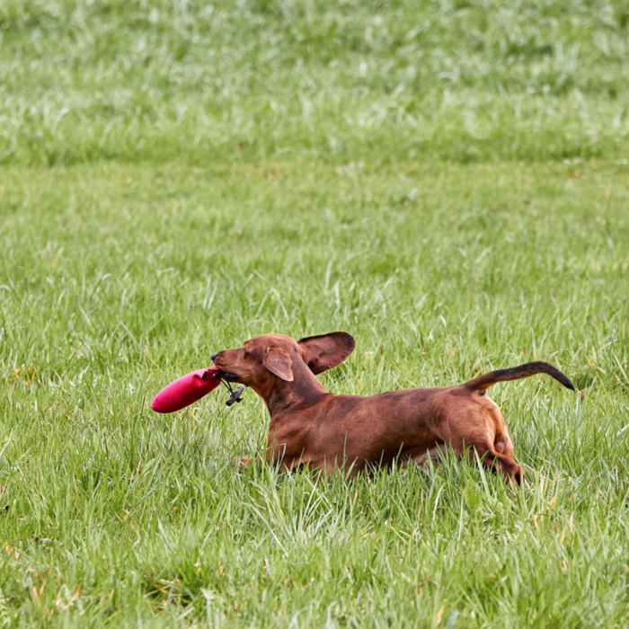 Hund apportiert roten Apportel auf Wiese