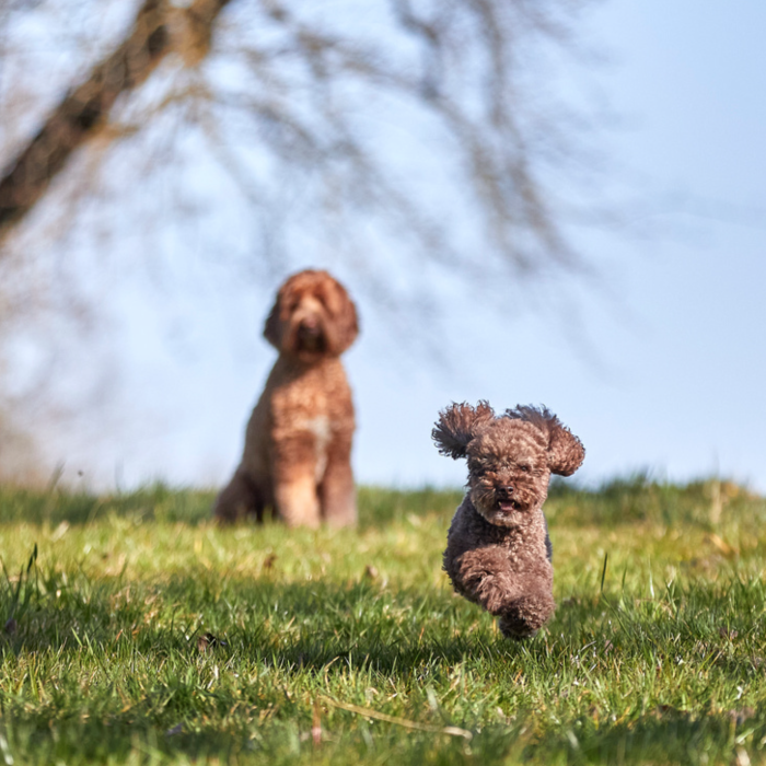 Hund rennt mit wehenden Ohren über die Wiese, 1 Hund wartet