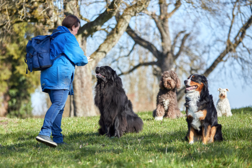 Vier Hunde warten auf Wiese mit Frau