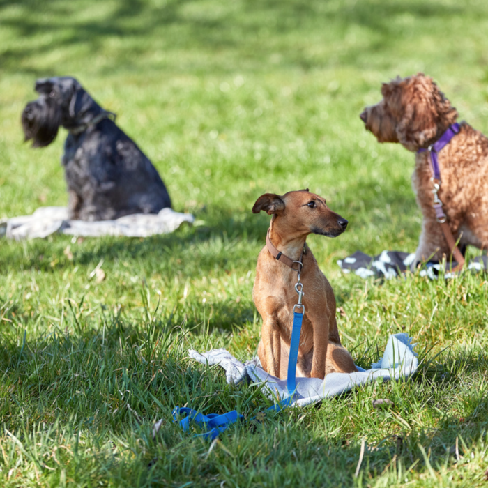 Drei Hunde warten auf der Decke