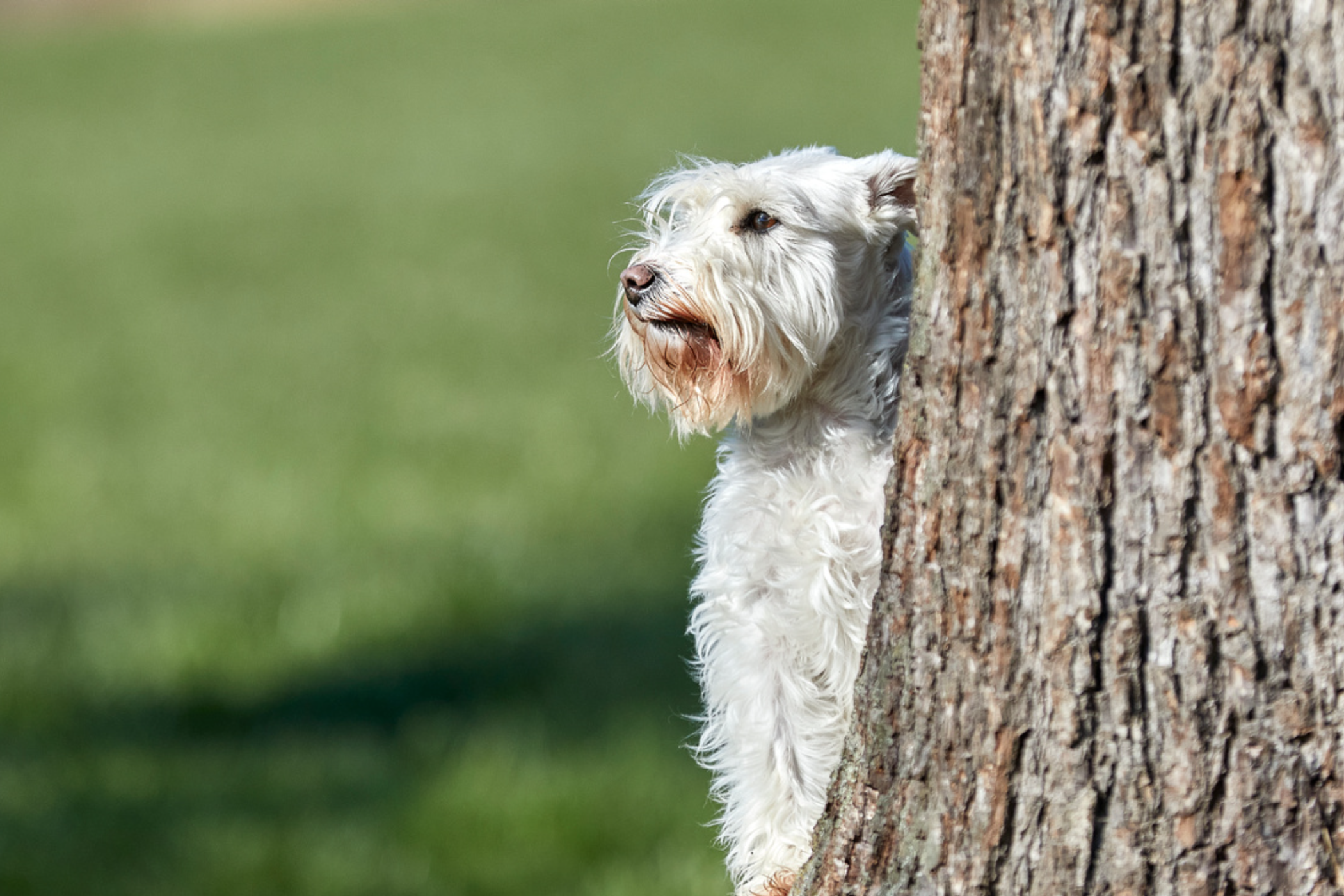 Weisser Hund schaut hinter dem Baum hervor