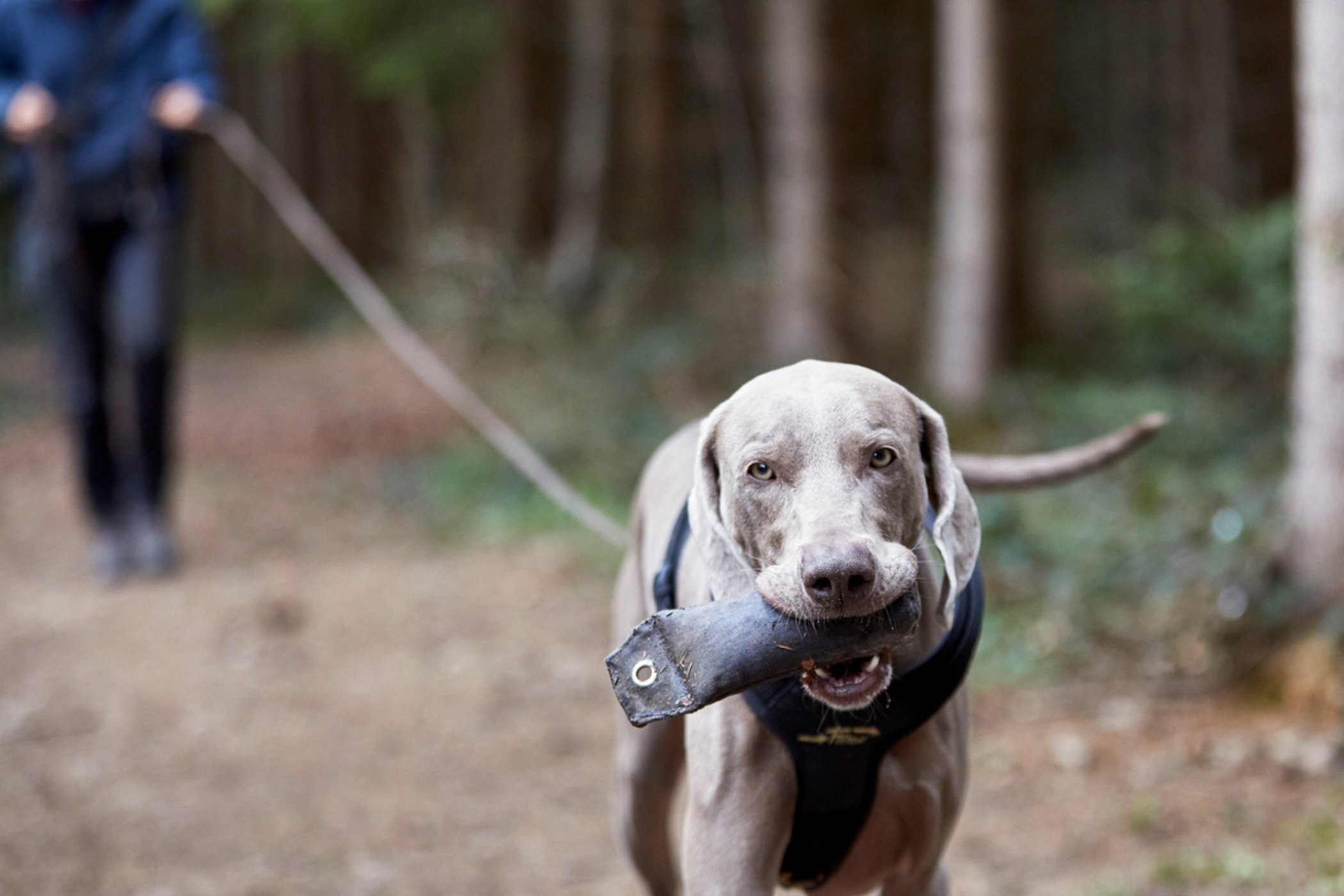 Hund trägt Apportel im Wald bei der Fährtensuche