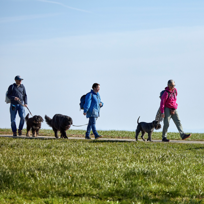 Drei Personen gehen mit Hunden an der Leine auf dem Weg