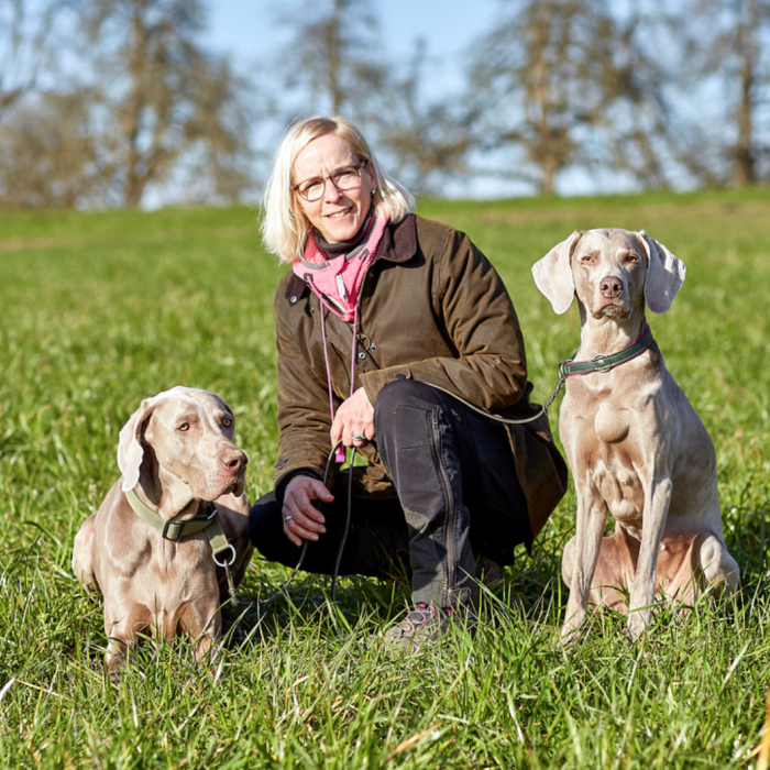 Person mit zwei Weimaraner-Hunden auf der Wiese